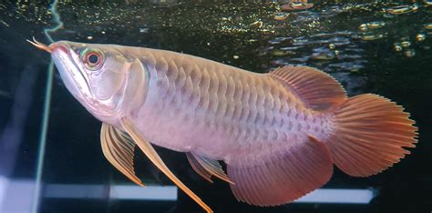 紅龍幼魚|亞洲龍魚 